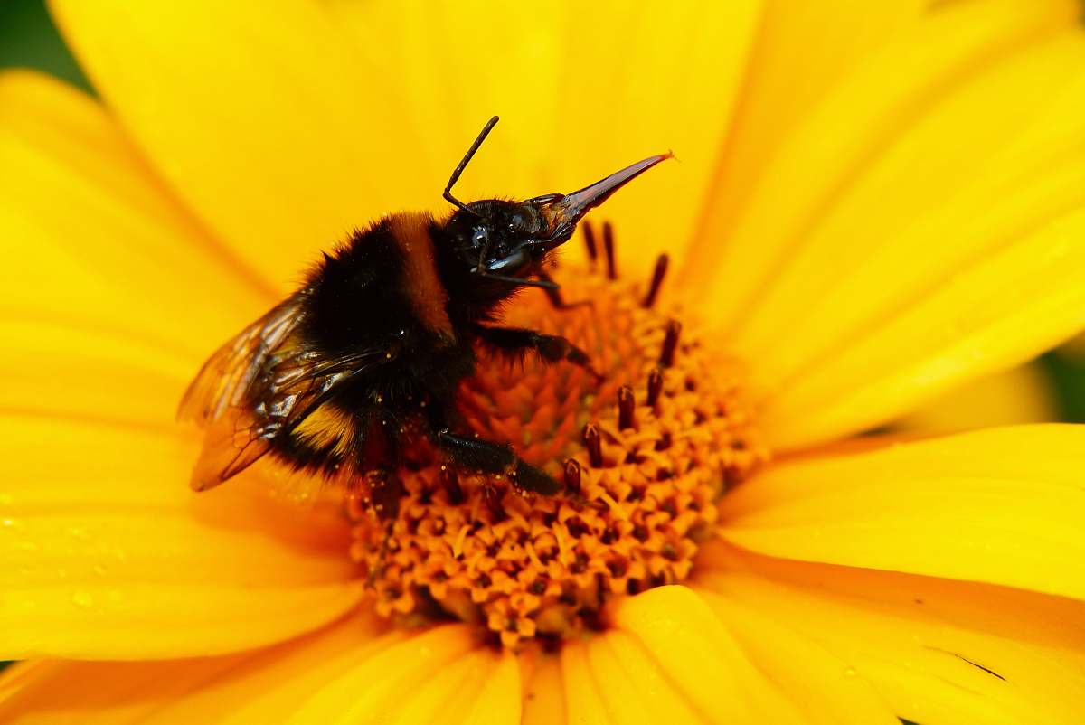 honey bee black and brown bee invertebrate